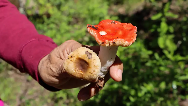Recolección hongos Amealco